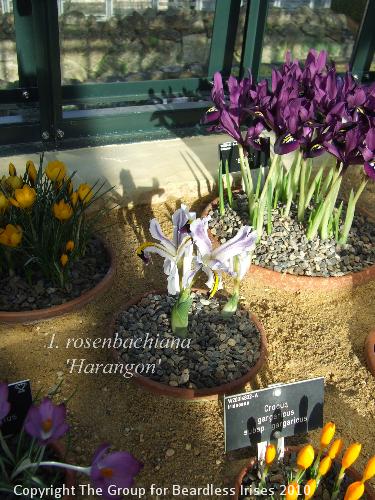 DSCF6549 - I. rosenbachiana 'Harangon'
